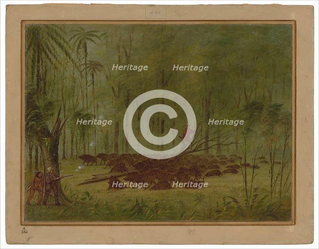 A Fight with Peccaries - Caribbe, 1854/1869. Creator: George Catlin.