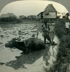 A Filipino Farmer with His Water Buffalo Harrowing a Flooded Rice Field, Luzon, P.I. c1930s. Creator: Unknown