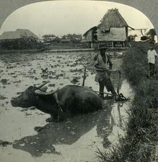 A Filipino Farmer with His Water Buffalo Harrowing a Flooded Rice Field, Luzon, P.I. c1930s. Creator: Unknown