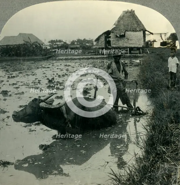 'A Filipino Farmer with His Water Buffalo Harrowing a Flooded Rice Field, Luzon, P.I.', c1930s. Creator: Unknown.