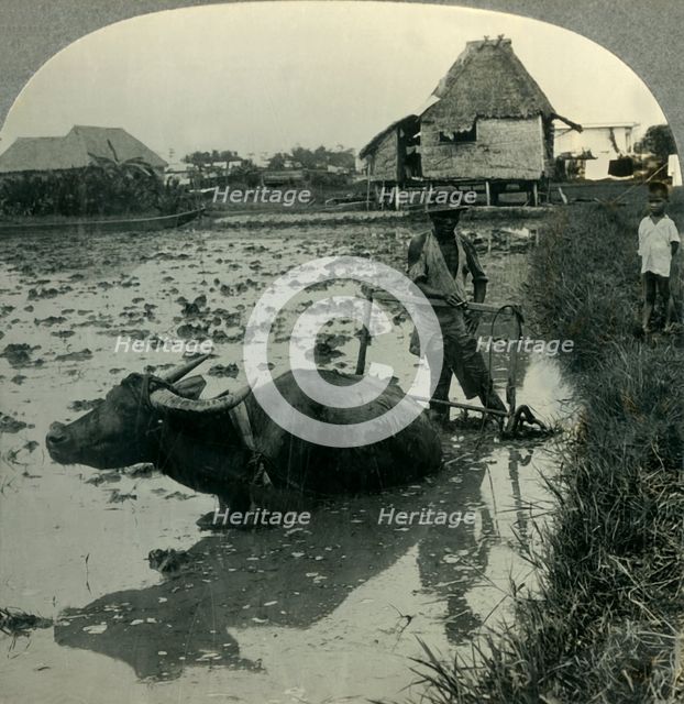 'A Filipino Farmer with His Water Buffalo Harrowing a Flooded Rice Field, Luzon, P.I.', c1930s. Creator: Unknown.