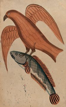 A fish being carried off by a bird. Creator: Unknown