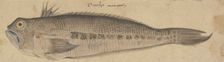 A Fish, c1500. Creator: German, 16th century;