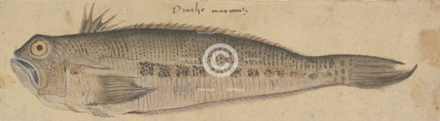 A Fish, c1500. Creator: German, 16th century;.