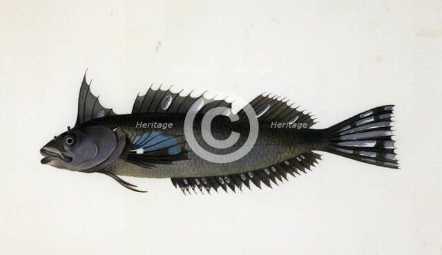 A fish from New Zealand,  c1777. Creator: Johann Georg Forster.