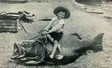 A Fishy Steed! - A Black Sea-Bass - weight 363 pounds 1901. Creator: Unknown