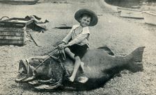 A Fishy Steed! - A Black Sea-Bass - weight 363 pounds 1901. Creator: Unknown