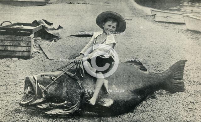 'A Fishy Steed! - A Black Sea-Bass - weight 363 pounds', 1901. Creator: Unknown.