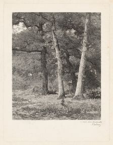 A Forest Clearing. Creator: Karl Bodmer