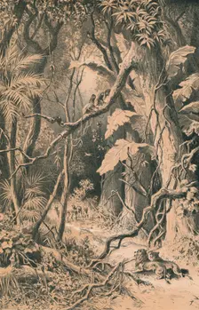 A Forest in Central Africa c1880