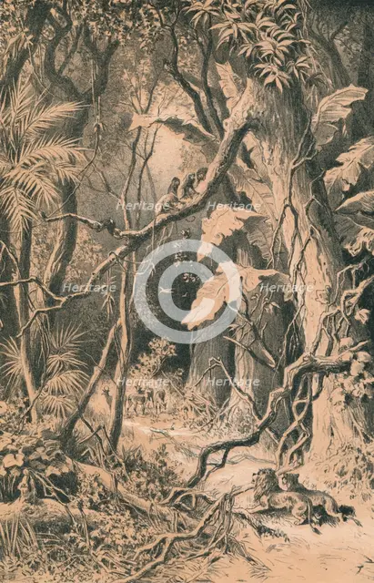 'A Forest in Central Africa', c1880. Artist: Unknown.