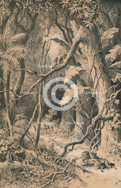 'A Forest in Central Africa', c1880. Artist: Unknown.