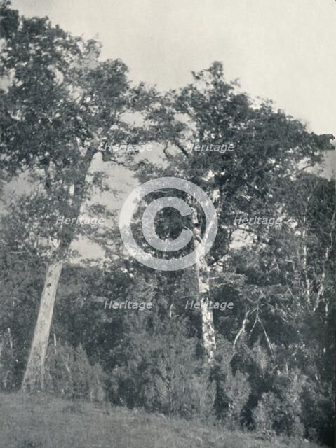 'A Forest of Antarctic Beech at Temuco', 1911. Artist: Unknown.