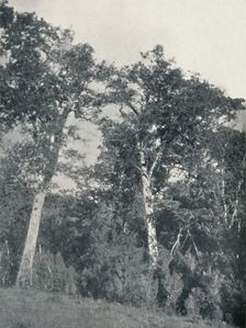 A Forest of Antarctic Beech at Temuco 1911