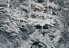 A Forest of Tree Ferns, Leura, Blue Mountains, c1900. Creator: Unknown