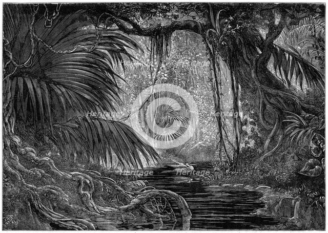 A forest scene in Peru, 1877. Artist: Unknown