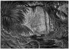A forest scene in Peru, 1877