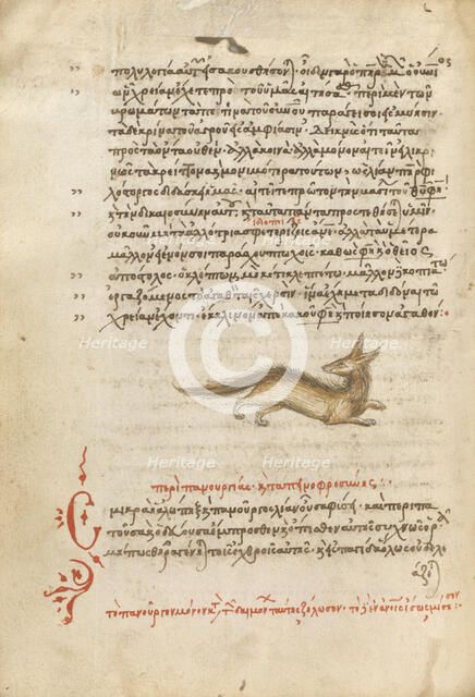 A Fox, 1510-1520. Creator: Unknown.