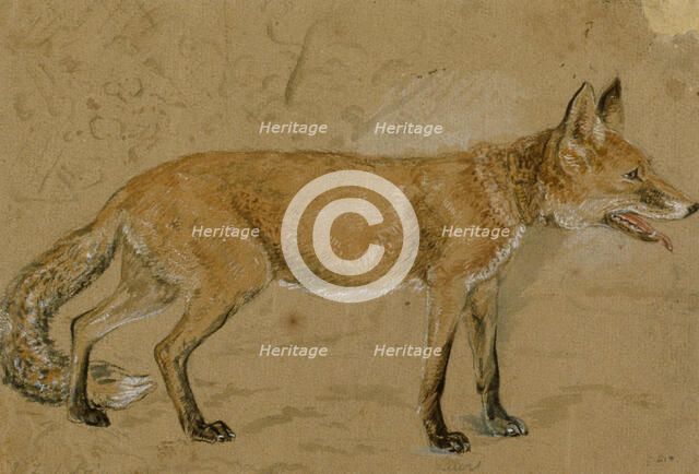 A fox, c1814-1830. Creator: John Frederick Lewis.