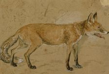 A fox, c1814-1830. Creator: John Frederick Lewis