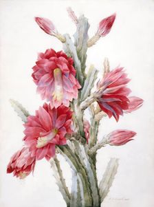 A Flowering Cactus: Heliocereus Speciosus, 1831. Creator: Pierre-Joseph Redoute