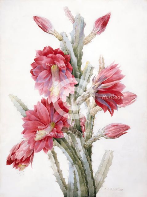 A Flowering Cactus: Heliocereus Speciosus, 1831. Creator: Pierre-Joseph Redoute.