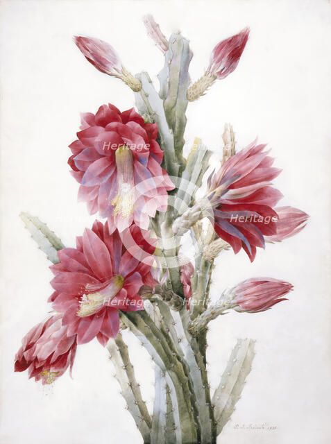 A Flowering Cactus: Heliocereus Speciosus, 1831. Creator: Pierre-Joseph Redoute.