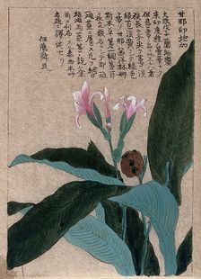 A flowering and fruiting plant stem. Creator: Unknown