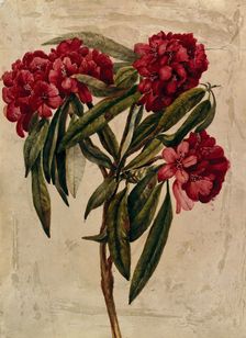 A flowering branch of rhododendron. Creator: Unknown