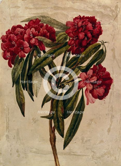 A flowering branch of rhododendron. Creator: Unknown.