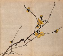 A flowering shrub: branch with yellow flowers on old wood. Creator: Unknown