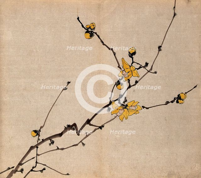 A flowering shrub: branch with yellow flowers on old wood. Creator: Unknown.