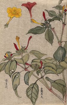 A flowering shrub, possibly Dipelta. Creator: Unknown