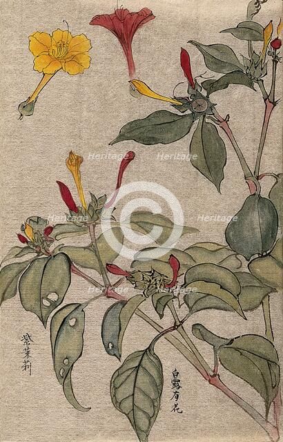 A flowering shrub, possibly Dipelta. Creator: Unknown.