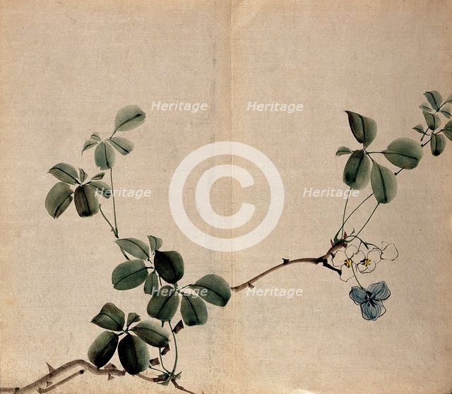 A flowering shrub: woody stem with white flowers. Creator: Unknown.