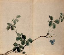 A flowering shrub: woody stem with white flowers. Creator: Unknown