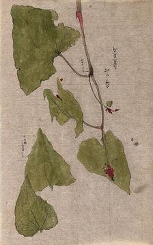 A flowering stem and separate floral segments. Creator: Unknown