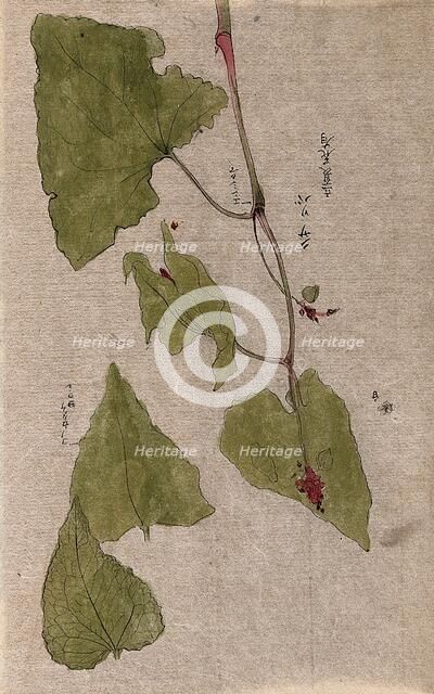 A flowering stem and separate floral segments. Creator: Unknown.
