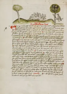 A Flock of Birds under a Tree including a Crowned Eagle with a..., third quarter of 15th century. Creator: Unknown