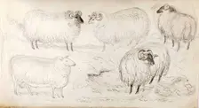A Flock of Five Sheep, 1825-1839. Creator: James Howe