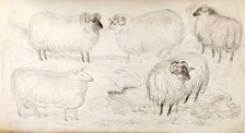 A Flock of Five Sheep, 1825-1839. Creator: James Howe