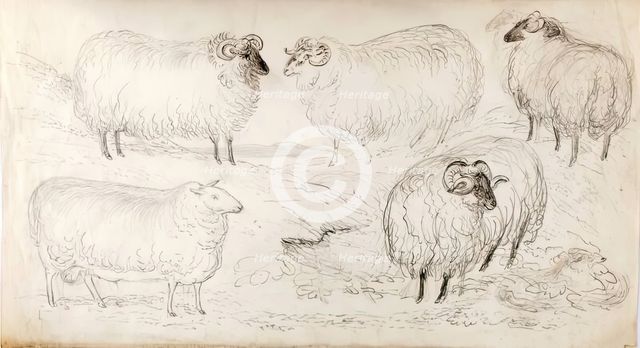A Flock of Five Sheep, 1825-1839. Creator: James Howe.