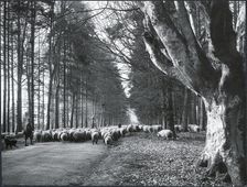 A flock of sheep being driven through Savernake Forest, Savernake, Wiltshire, 1925-1939. Creator: J Dixon Scott
