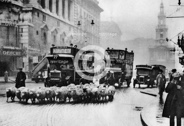 A flock of sheep on the Strand, London, 1926-1927. Artist: Unknown
