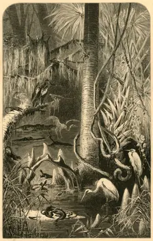 A Florida Swamp 1872. Creator: Frederick William Quartley