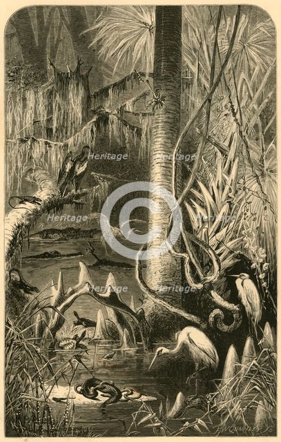 'A Florida Swamp', 1872. Creator: Frederick William Quartley.
