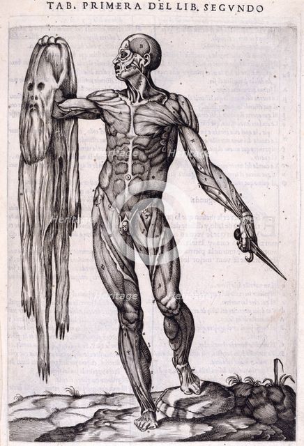 A flayed man holding his own skin, 1556.  Creator: Nicolas Beatrizet.