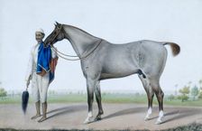 A flea-bitten grey horse with its groom holding a fly-whisk and a red and blue horse-cloth. c1845. Creator: Shaikh Muhammad Amir of Karraya