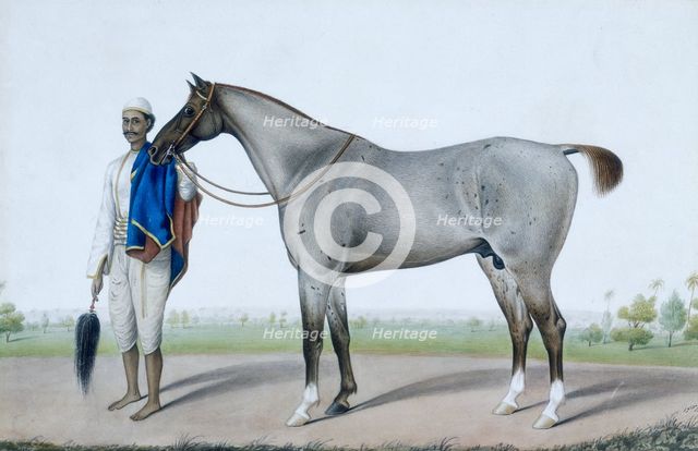 A flea-bitten grey horse with its groom holding a fly-whisk and a red and blue horse-cloth. c1845.  Creator: Shaikh Muhammad Amir of Karraya.
