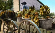 A fruit trader, Taboga Island, Panama, early 20th century